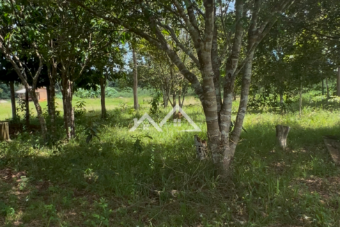 Copia-de-Inserir-um-subtitulo-2025-01-31T165648.777