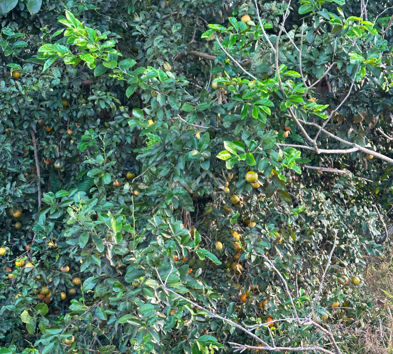 Imóvel - 55